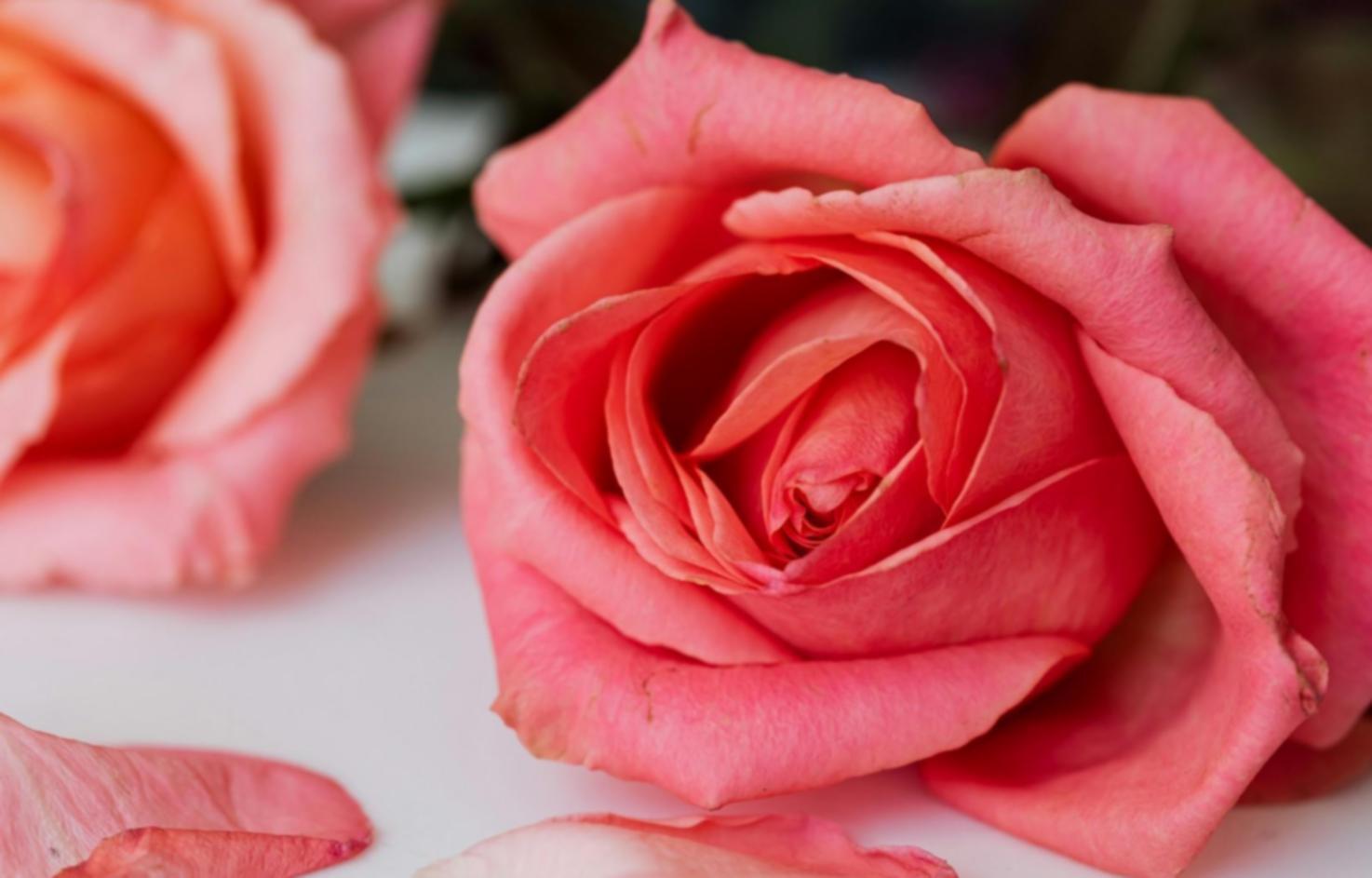 Professional flower consultation session in Azerbaijan
