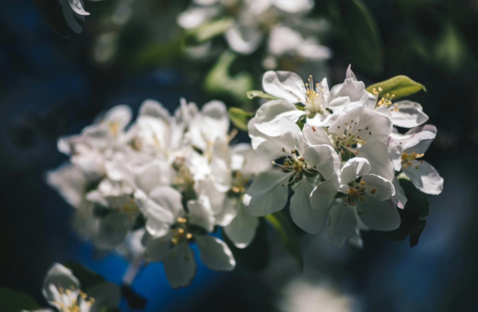 Hands-on flower care training in greenhouse environment