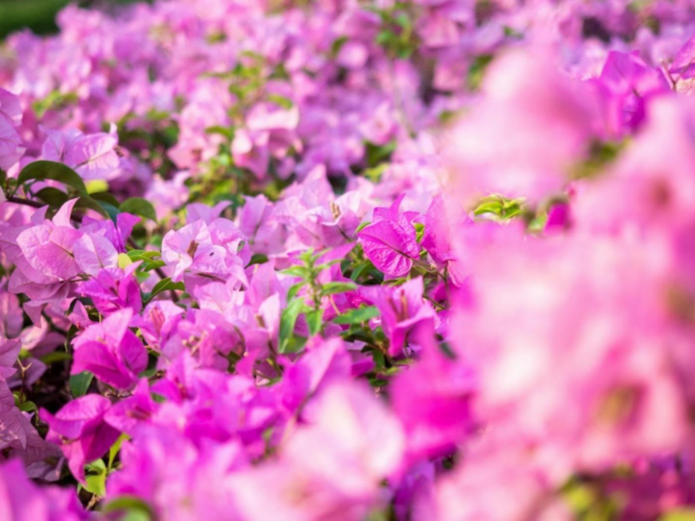 Professional consultation session with flower owner