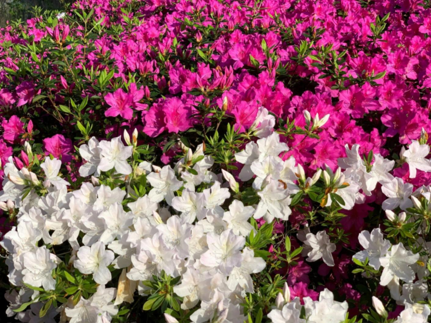 Professional flower care assessment in progress